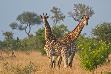 Naklejka na ściany i meble Giraffes on African planes