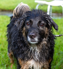 Fototapeta premium Little Black Dog Just After a Bath