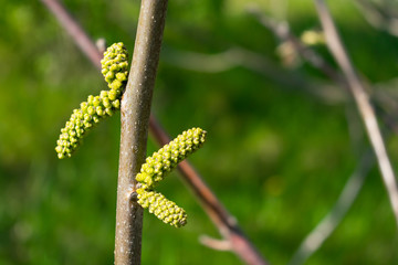 Black walnut (Juglans nigra) buds close up. Walnut blooms, branch with buds on a green background. flower of walnut on the branch of tree in the spring.