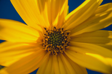 A beautiful yellow flower blooms, the name inula ensifolia
