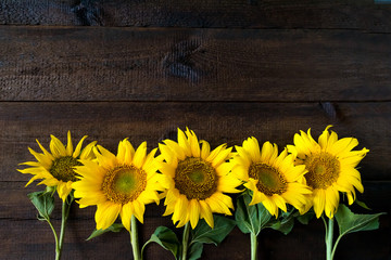 Bright yellow sunflowers on natural rustic texture wooden board. Mockup banner with flowers of the sunflower on dark background with copy space. Autumn harvest, abundance, natural products concept