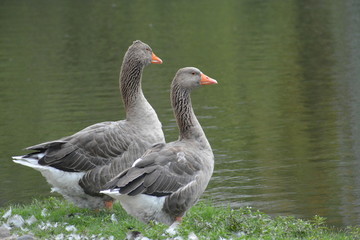 Naturaleza en Buenos Aires, AR