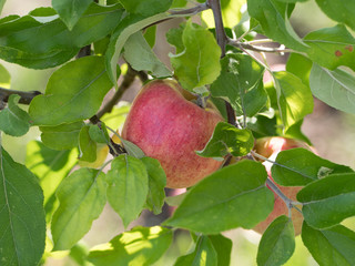 R&ouml;tt &auml;pple med gr&ouml;na l&ouml;v