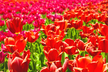 tulip field