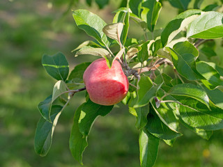R&ouml;tt &auml;pple med gr&ouml;na l&ouml;v