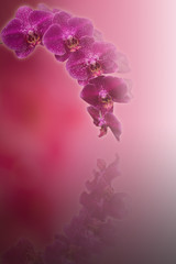 pinkish abstract background with pink orchid flower