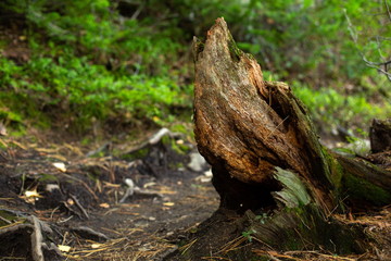 старое дерево, зеленое