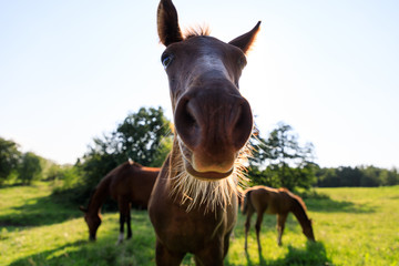 Funny portrait of the foal in summer