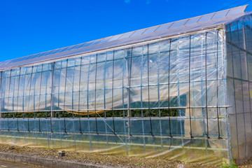Greenhouse in a firm, Japan