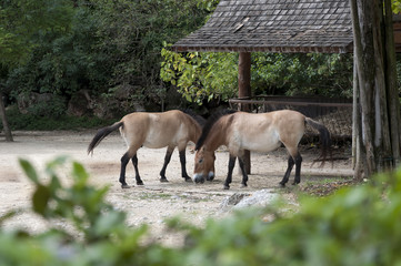Naklejka na ściany i meble pair of Przewalski horses near the feeding trough
