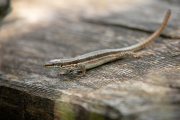 Lizard mountains