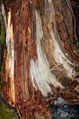 старое дерево, зеленое