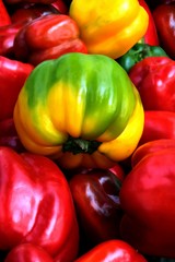 multicolor fruits of pepper close up