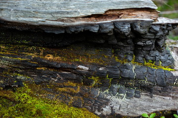 горелое дерево,