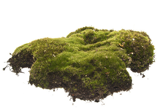 moss isolated on white background