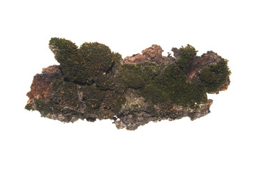 tree bark isolated on white background