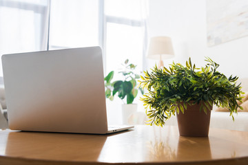 close up of potted plant and laptop on wooden table in living room