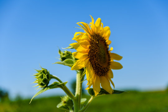 Sunflower in a garden on summer day