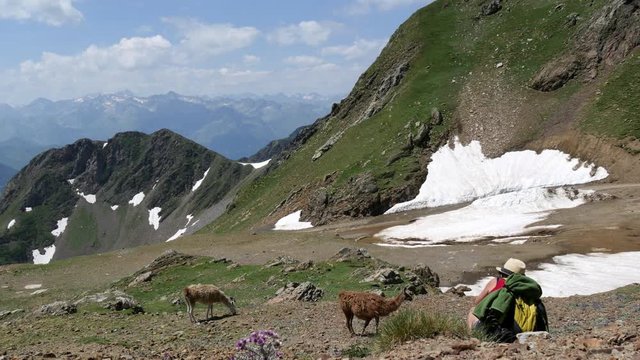 woman photographing llamas in the mountain
