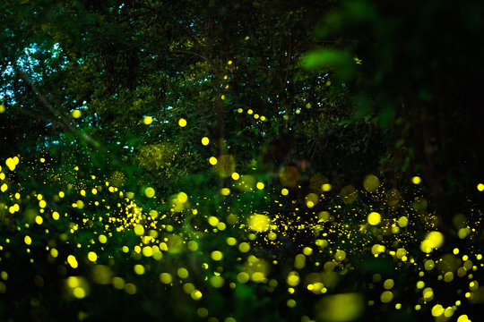 Firefly Flying In The Night Forest