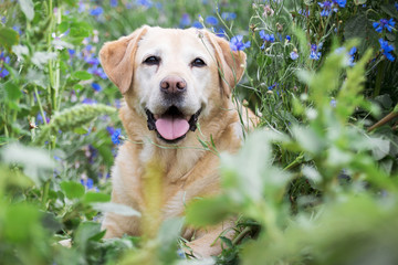 Labrador in Blumenwiese