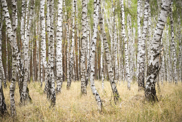 view to a lot of birches in forest in Europe