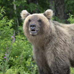 Naklejka na ściany i meble Portrait hungry Kamchatka brown bear breathes heavily and sniffs. Kamchatka Peninsula, Russian Far East, Eurasia.