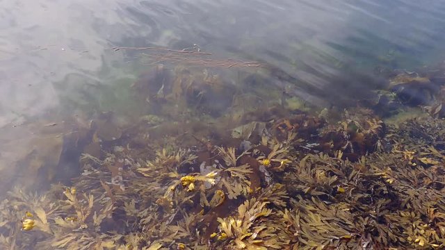 In northern coastal waters, Bladder Wrack grows densely in littoral zone. At low tide in Norway. Top view of Fucus kelp beneath the calm surface in surf area during doldrums. Brown algae in surf zone