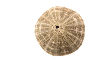 Isolated shells with white Background.