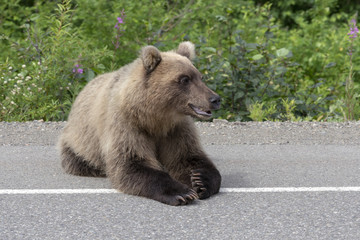 Kamchatka brown bear lies on asphalt road