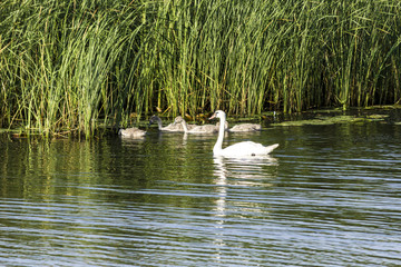 Naklejka na ściany i meble A brood of swans, consisting of a swan mother and four baby swans, floats along the river near the reeds. Site about nature, wild life, birds, family.