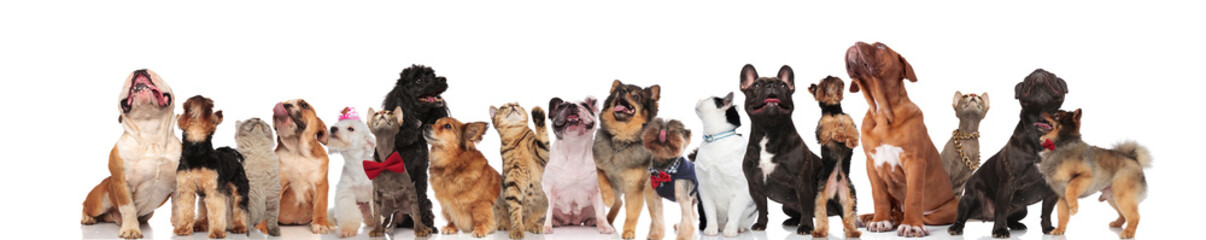 many adorable curious cats and dogs look up