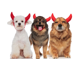 three adorable dogs dressed as devil for halloween