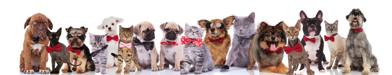 many happy cats and dogs with bowties looking stylish