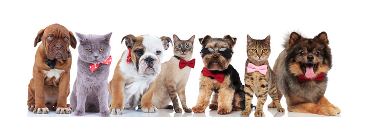 elegant group of cute pets with bowties and sunglasses