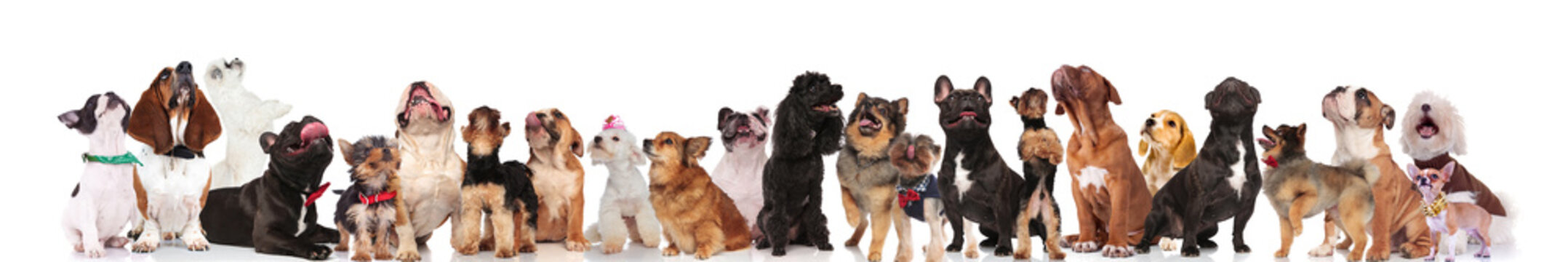 large team of dogs with bowties and collars looking up
