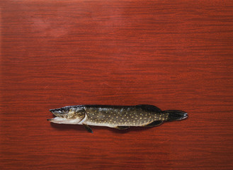 Pike lies on brown background