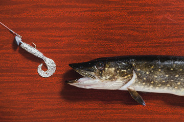 Pike and bait lies on brown background