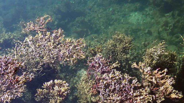 Top view from Norway reveals dense Bladder Wrack growing in littoral zone of northern coastal waters. At low tide, Fucus kelp on calm water below surface in surf zone. Brown algae during doldrums