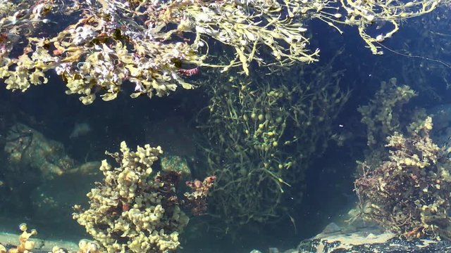 Liloral zone at low tide. Brown alga in the surf zone, Averoy, Norway
