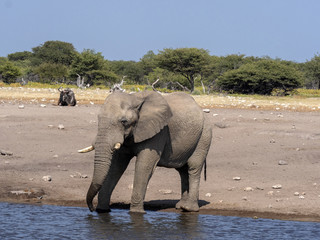 African elephant male, Loxodonta a.africana, at waterhole, Etosha National Park, Namibia