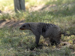 Banded mongoose, Mungos mungo, looking for food, Namibia