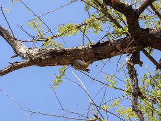 Bennett's woodpecker, Campethera bennettii, looking for food in a hollow tree, Namibia