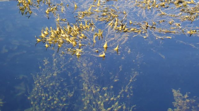 Top view of Fucus seaweed in littoral zone at low tide in Norway. Bladder Wrack on coastal waters. Brown algae in surf zone. Natural scene of wracks growing beneath surface of clear, northern waters. 