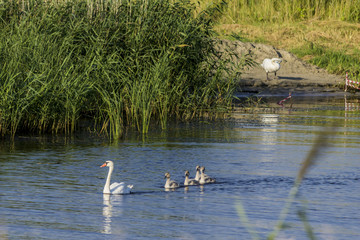 A brood of swans, consisting of a swan mother and four baby swans, floats along the river near the reeds. Site about nature, wild life, birds, family.
