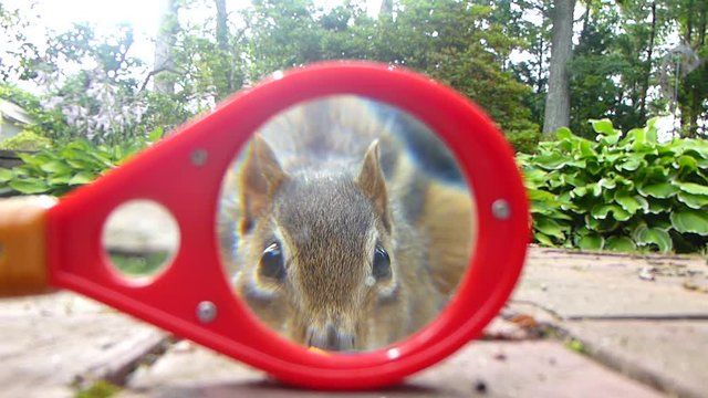 Chipmunk eating, as seen through a magnifying glass HD