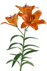 orange lily flower close up isolated