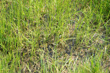 Saftig grüne Wiese mit Grasbüscheln im Osten Islands / Hintergrund
