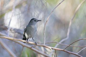 gray catbird (Dumetella carolinensis), perched in a tree, floirda backyard,north american bird