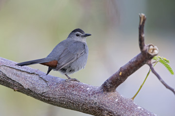 gray catbird (Dumetella carolinensis), perched in a tree, floirda backyard,north american bird